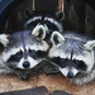 Junior Zoo Keeper Oxfordshire - Raccoon Duo